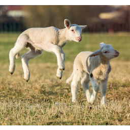 28.03.2015, die Osterlämmer begrüßen den Frühling auf den Elbwiesen  bei Cossebaude