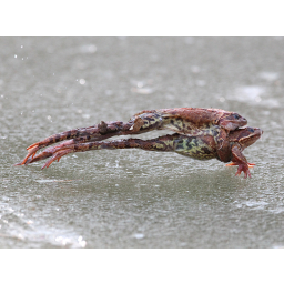 18.03.2012, Osterzgebirge, Froschwanderung über noch zugefrorene Gewässer zu den Laichplätzen