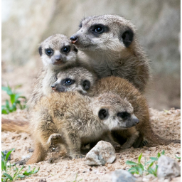 12.05.2014, Zoo Dresden, Afrikanischen Erdmännchen 