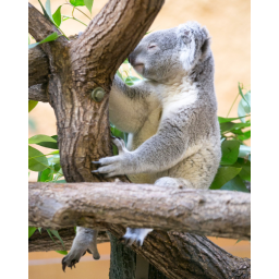 22.04.2014, Zoo Dresden, Koala-Bär
