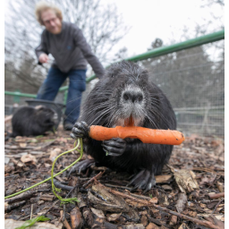 22.01.2018, Elbepark Hebelei, ein Nutria frisst glücklich eine Möhre im Außengehege welches bis vor kurzem durch einen Stromausfall (Sturmschaden) für ihn gesperrt war.