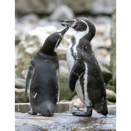 10.06.2018, Zoo Dresden, ein Pinguinpärchen beim Schnäbeln




