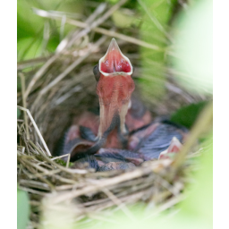10.06.2015, eine junge Amsel in ihrem Nest 