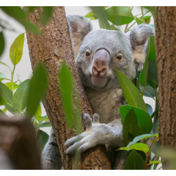 13.04.2016, Zoo Dresden, Koala-Bär "Iraga"