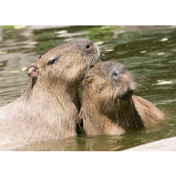 01.07.2015, Zoo Dresden, Wasserschwein beim Liebesspiel