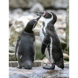 10.06.2018, Zoo Dresden, ein Pinguinpärchen beim Schnäbeln




