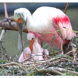 08.08.2019, Zoo Dresden, ein junger Rosa Löffler im Nest mit seiner Mutter