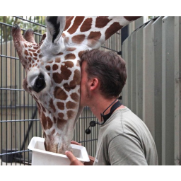03.09.2009, Zoo Dresden, Reviertierpfleger im Huftierbereich Thomas Sickert pflegt den Körperkontakt mit der Netzgiraffe Ulembo                                                       